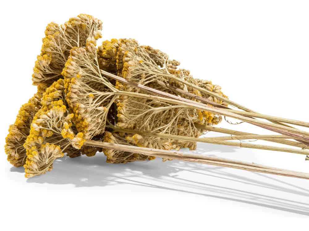 Schafgarbe (Achillea) 100g/ Bund